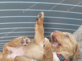 Gorgeous litter of golden cocker spaniel puppies