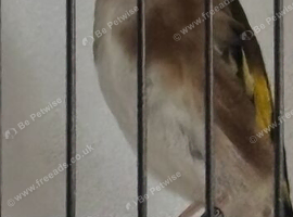 Goldfinch cock bird  2025