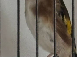 Goldfinch cock 2025