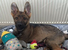 German shepherd for sale