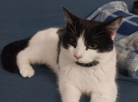 Black and white boy cat