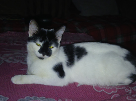 Cat looking for loving home