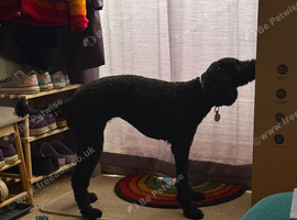 Gentle and loving poodle girl