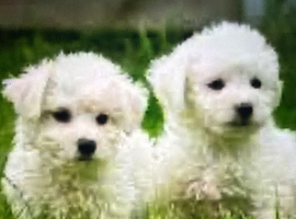 Bichon FRISE