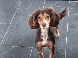Rehoming beautiful working cocker