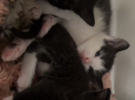 beautiful kitties looking for a forever home