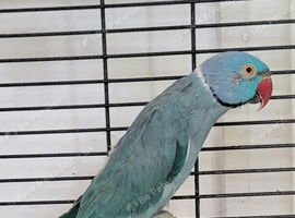 Semi Tame Blue Male Indian Ringneck Talking Parrot