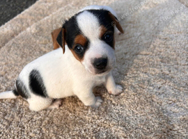 Jack russel pupppies