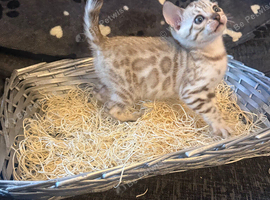 Male bengal kittens