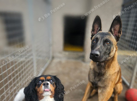 Belgian malinois for stud