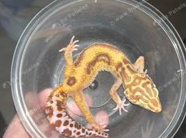 A range of Leopard gecko & Crested gecko babies!