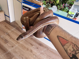 Adult male Colombian rainbow boa