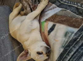 6 year old male chihuahua No more time wasters!