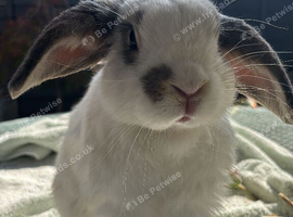 2 lovely male lionheads looking for a super home!