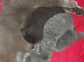 Kittens