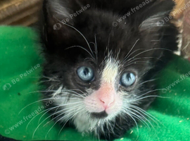 RESCUE KITTEN IN NEED OF LOVING HOME