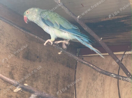 Turquoise hen