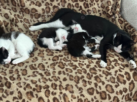 Kittens
