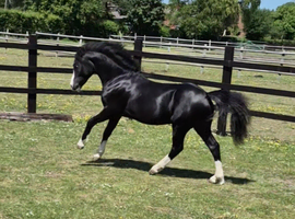 Stunning black Welsh A yearling colt