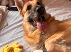 German Shepherd