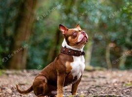 American pocket bully for Stud