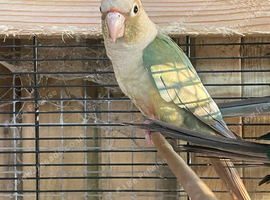 1 young conure