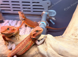 Red Monster baby Bearded Dragons