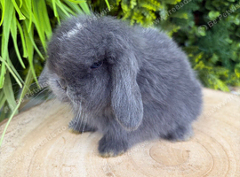 Imported mini lop Buck