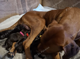 Rhodesian ridgeback cross red fox labrador