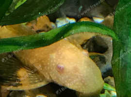 Adult Albino Bristlenose Pleco Ancistrus  - 1 male+1 female. Fast delivery within mainland UK.