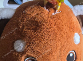 Greencheck conure