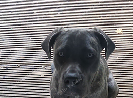 Cane corso