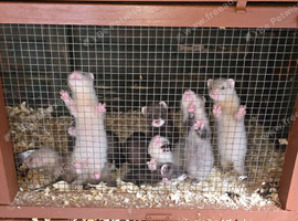 8 week old ferrets available.
