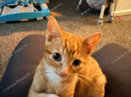 Beautiful ginger male kitten