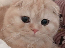 Scottish fold kittens