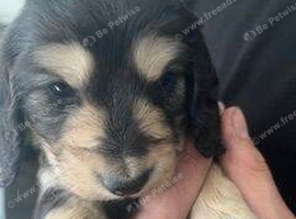 Playful Energetic Miniature  Dachshund Puppies
