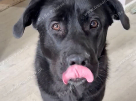 Cane corso cross