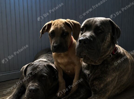 1 Gorgeous Cane Corso left 1boy
