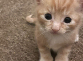 For kittens ready to be rehomed soon.  Eight weeks old.