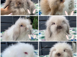 Beautiful Mini Lion Lop Boys