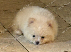 Pomeranian girl puppy