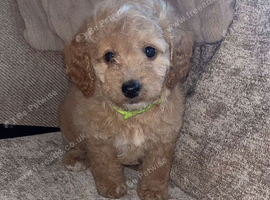 Red Cockapoo Puppies