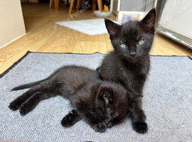 Beautiful little boy kittens