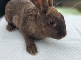 16 week old baby rabbits