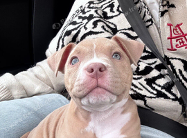 LAST FEMALE PUPPY