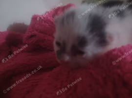 Domestic short hair cross maincoon babys only 1 week old