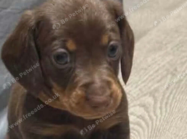Mini chocolate daschund