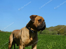 Kc registered bullmastiff male 3 years old