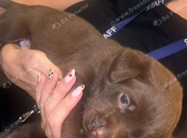 Black and chocolate puppies