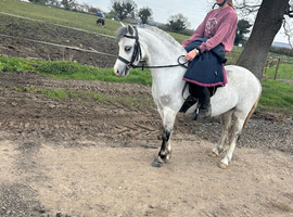 Polly grey